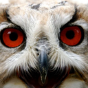 oehoe-owls avatar