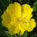 oenothera5 avatar