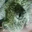 of-violent-word avatar