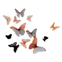ofbvtterflies avatar