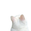 official-alpinebarnes avatar