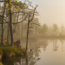 official-fog-posts avatar