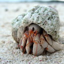 official-hermit-crabs avatar