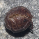 official-isopod-headquarters avatar