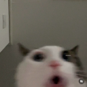 official-kaitlyn-yapping avatar