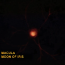 official-macula avatar