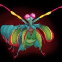 official-mantis-shrimp-posts avatar