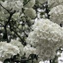 official-nature-photo avatar