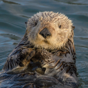 official-otter-detector avatar