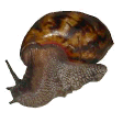 official-snail-posts avatar