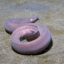 officialhagfish avatar