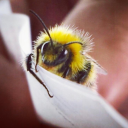 officiallabeille avatar