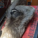 officiallylicensedproduct avatar