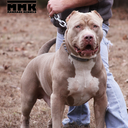 officialmanmadekennels avatar