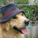 officialpigeon avatar