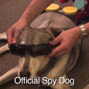 officialspydog avatar