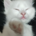 ofkeli-civciv-dehset-sactii avatar