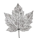 ofleafstructure avatar