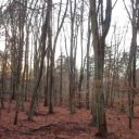 oforamusoffire avatar