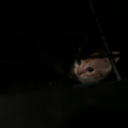 ofthemasquerade avatar