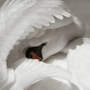 oftheswans avatar