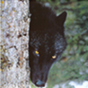 ofxfeathersxfurandfire avatar