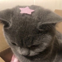 ogcatlover avatar