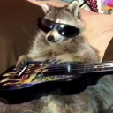 ogcoolracoon avatar