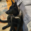 oggiedoggie08 avatar