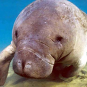 oh-barbara-manatee avatar