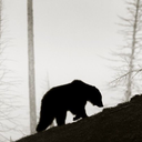 ohdangthetoast avatar