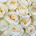 ohhellowelcome avatar