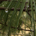 ohhpineneedles avatar