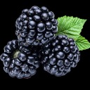 ohio-blackberries avatar