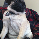 ohlookathesis avatar