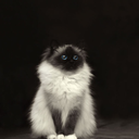 ohmisterbluesky avatar