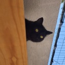 ohmycarveredlund avatar