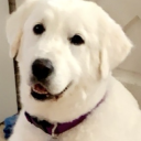 ohnocecedidnt avatar