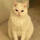 ohnoivefallen avatar