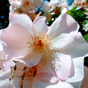 ohthoseflowers avatar