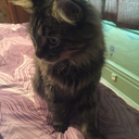 oilthat-tasteslikeblood-blog avatar