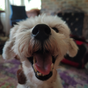 oiseaunageant avatar