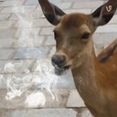 ojo-de-venado avatar