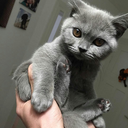 okaydontblameme avatar