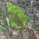 okayimdeadnow avatar