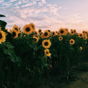 oklahomadaydream avatar