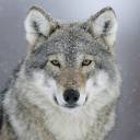 oldergreywolf avatar