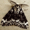 oldgrowthcorvid avatar