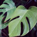 oldleaves avatar