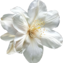 oldloversouls avatar